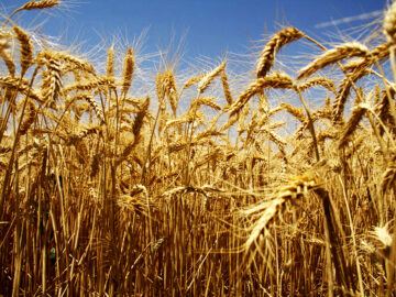 دولت برای افزایش قیمت خرید گندم متمم بدهد، سریعا بررسی کنیم