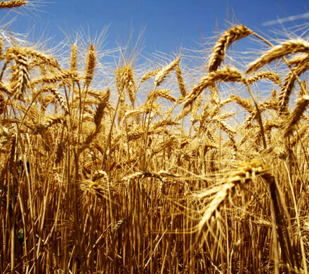 دولت برای افزایش قیمت خرید گندم متمم بدهد، سریعا بررسی کنیم